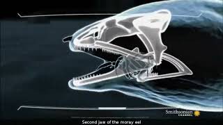 How the second jaw of a moray eel works [upl. by Llerdnam]