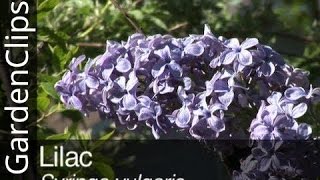 Lilac  Syringa vulgaris  Everything you need to know about Lilacs [upl. by Annadal]