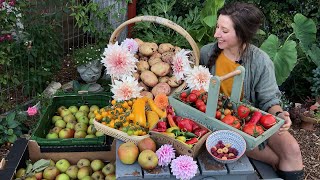 September Allotment Harvest  Homegrown Garden [upl. by Caralie]