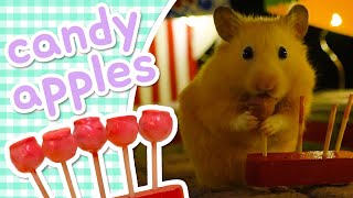 Candy Apples 🍎 HAMSTER KITCHEN [upl. by Nonrev]