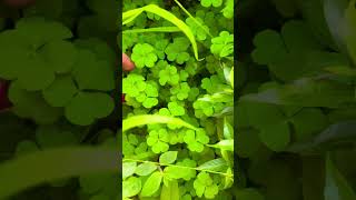 Oxalis plant science biology amazingfacts farming a [upl. by Eseer]