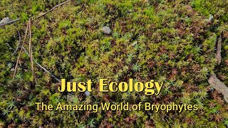 The Amazing World of Bryophytes [upl. by Nivlad]