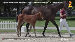 Lot 36 v Vingino  Karajan [upl. by Sitoiyanap]