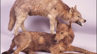 🐺 14 Extinct Wolf Species You Should Know About 🐺 [upl. by Enilec292]