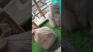 how to choose best cat litter  organic litter  yt ytshorts [upl. by Gnilyarg]