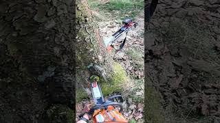 Fichte aufgehangen husqvarna 572 chainsaw tree timber forest forestry [upl. by Stahl519]