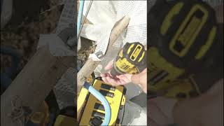 Dewalt DCF 901 12v killer impact wrench shorts [upl. by Eedrahs]