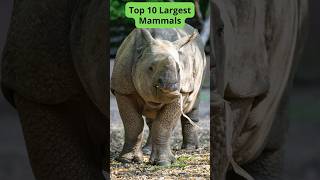 Top 10 Largest Mammals [upl. by Eitsyrk]