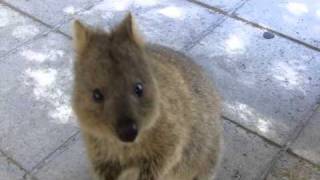 Adorable Quokka Rottnest IslandMOV [upl. by Anirtep]