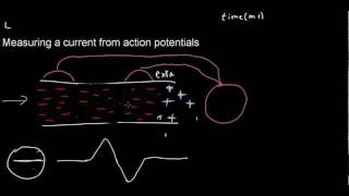 lecture 21 part 1 Intro to ECG [upl. by Eliot]