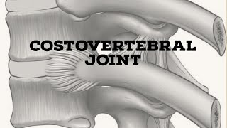 Costovertebral joint [upl. by Zwiebel]