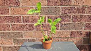 Dorstenia hildebrandtii August 2024 [upl. by Scriven]