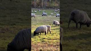 HeidschnuckenHerde am 03112024 in der Barger Heide Stade [upl. by Rorrys376]