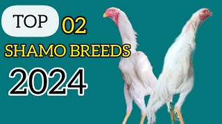 Top Shamo Chicken Breeds In The World  Best Shamo Chicken [upl. by Eggett]