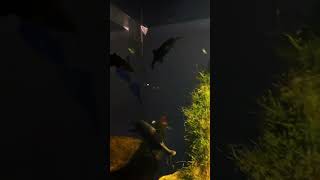 Elephant nose fish🫠oddball plantedaquarium freshwater fish water loveit subscribe amazing [upl. by Walt]