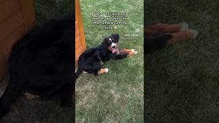 Bernese Mountain Dog Puppy living his best life bernesepuppy puppy bernesemountaindog [upl. by Ajnos]