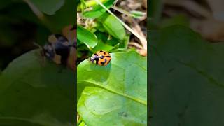 Ladybird Ladybug 🐞 australia nature travel insects [upl. by Niloc]