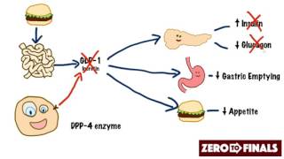 How does sitagliptin work DPP4 inhibitors and GLP1 mimetics [upl. by Elsie]