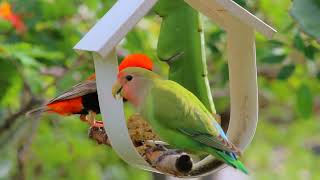 Rosyfaced Lovebird  Suidwes Parkiet [upl. by Vanny]