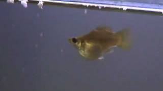 NEW RARE HYBRID  Guppy and Balloon Molly cross [upl. by Isabel]