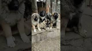 Caucasian Shepherd Puppies You Will Want to Own One shorts caucasianshepherd [upl. by Orteip921]