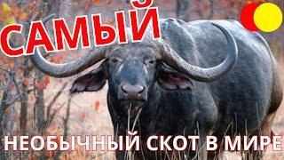 Необычные виды скота открытая тайна [upl. by Phillida]