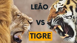 Leão vs tigre [upl. by Junius]