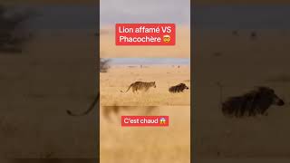 Lion affamé VS phacochère [upl. by Ariec]