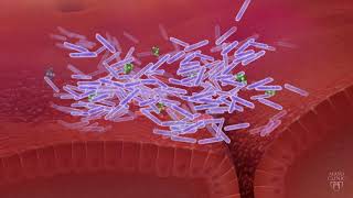 The Gut Microbiome and C difficile [upl. by Raffo]