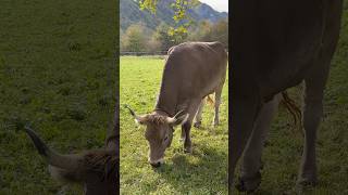 Oltschibachfall Meiringen 🇨🇭 Switzerland and some Swiss Cows grazing out in the pastures [upl. by Idas]