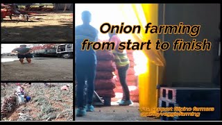 From Seed to Harvest A Comprehensive Guide to Onion Farming [upl. by Maryellen]