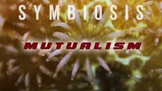 Symbiosis Mutualism [upl. by Wylma]