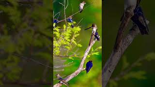 Wiretailed Swallow twittering Male amp Female swallow birds naturesounds [upl. by Nylitsirk]