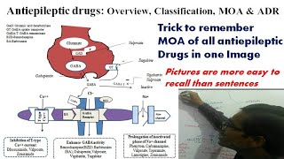 Antiepileptic Drugs Overview Classification MOA amp Adverse effects GPAT 2023 [upl. by Menard]