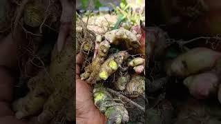 ugu is the most grown and used vegetable in Nigeria ginger growing hack never run out of it [upl. by Joly]