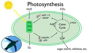 Photosynthesis Fun in the Sun [upl. by Sower]