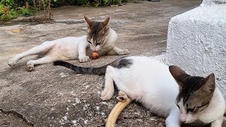 cat smelling onion 🧅 and she cant handle the smell so funny incidents 😅 [upl. by Ataymik995]