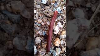 Millipedes002 6 4Millipedes002 3Millipedes002 2Millipedes002 1millipe insects babyan [upl. by Nima]