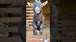 Funny Animal Sounds In Wildlife Buffalo Panda Giraffe Cow Goat Dog  Animal Momentsviral [upl. by Ledah]