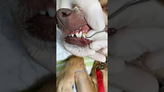 How Cleaning Your Dogs Teeth Could SAVE Its LIFE 🐶🦷 [upl. by Krantz]