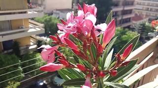 My Nerium oleander from buds to seeds [upl. by Lorry]