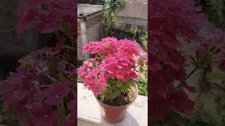 my new verbena plant😍😍 [upl. by Ahsinar]