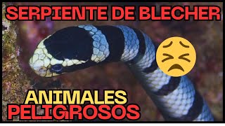 🔴Animales Peligrosos Serpiente Marina de Blecher 🐍 animales animalespeligrosos noticias new [upl. by Verity]