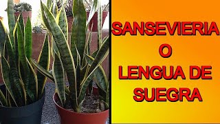 SANSEVIERIA O LENGUA DE SUEGRA CARACTERÍSTICAS CUIDADOS Y REPRODUCCIÓN [upl. by Aimal]