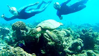 Swimming with sharks and turtles in the Maldives [upl. by Aicilef]