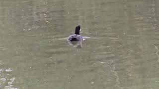 The Eurasian coot bird Ambarvale Australia [upl. by Holcomb]