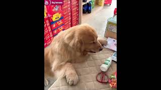 The golden retriever went to the supermarket to grab milk again😋 [upl. by Minoru]