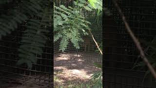 Lion  SIMBA  Short video 4KUHD Birds Photography  Wildlife Animals [upl. by Aihsercal229]