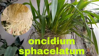 COMO CULTIVO O ONCIDIUM SPHACELATUM orquídeas cultivo oncidium sphacelatum raízes adubação [upl. by Nahtanhoj102]