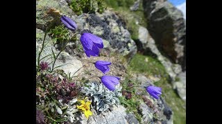 Taschhorn Alphubel and Lagginhorn solo climb  2018 [upl. by Ansilme]